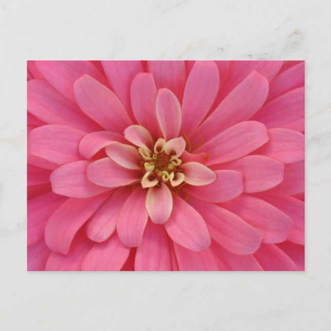 Pink Zinnia Flower Postcard (Front)