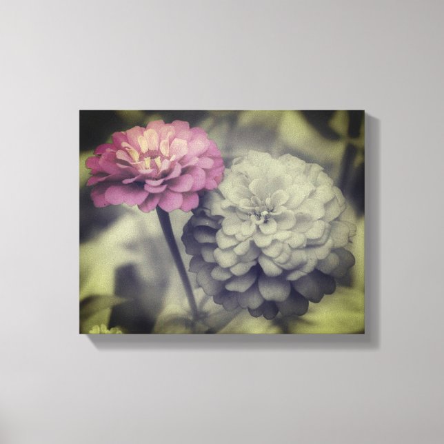 Pink Zinnia Flowers Black And White Canvas Print (Front)
