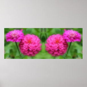 Pink Zinnia Flowers Mirror Abstract Poster