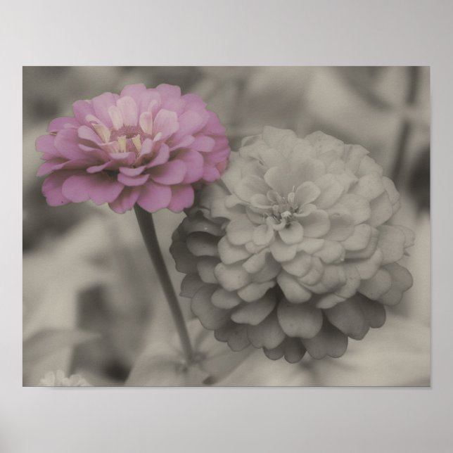 Pink Zinnia Flowers Vintage Partial Colour Poster (Front)
