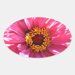 Pink Zinnia Oval Sticker