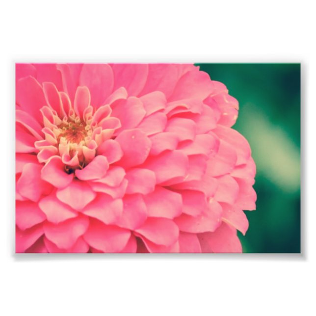 Pink Zinnia Photo Print (Front)
