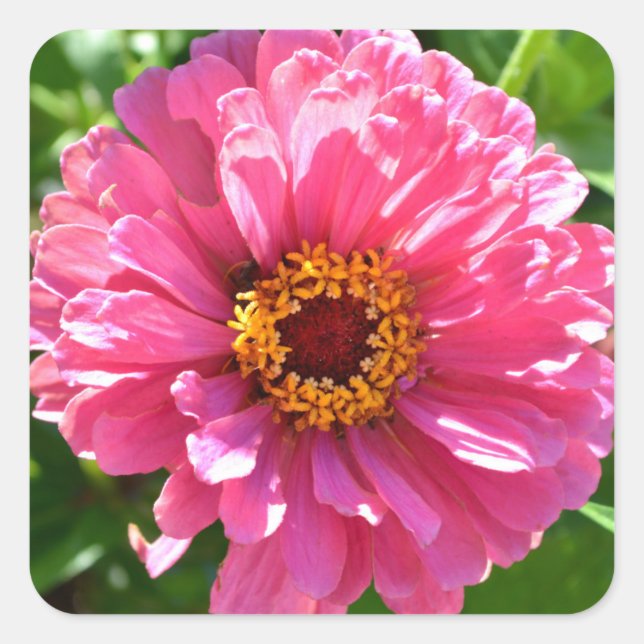 Pink Zinnia, pink flower, pink floral photo  Square Sticker (Front)