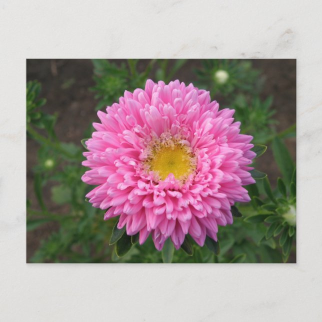 Pink Zinnia Postcard (Front)