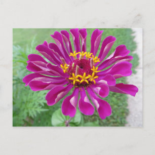 Pink Zinnia Postcard