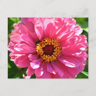 Pink Zinnia Postcard
