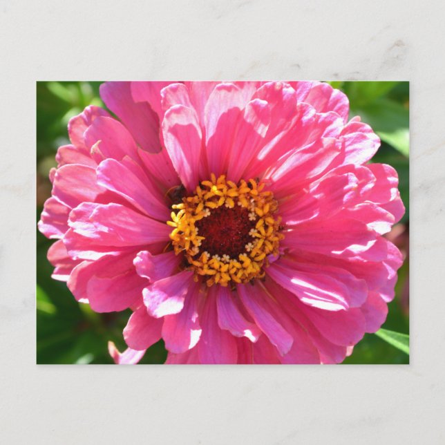Pink Zinnia Postcard (Front)