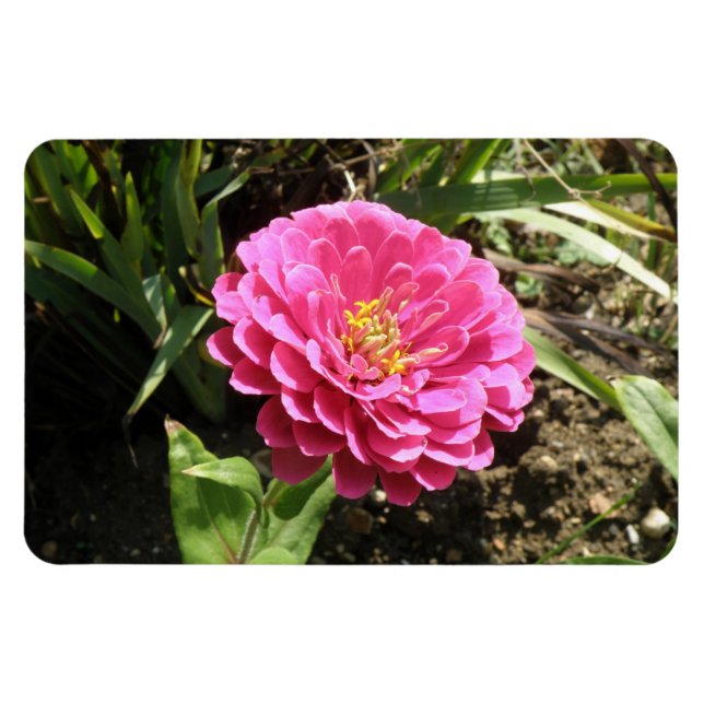 Pink Zinnia Premium Magnet (Horizontal)
