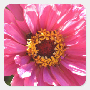 Pink Zinnia Square Sticker