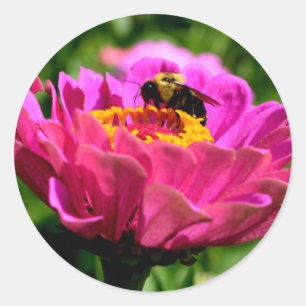Pink zinnia with bumblebee, pink flowers, cute bee classic round sticker