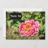 Pink Zinnia with Yellow Centre