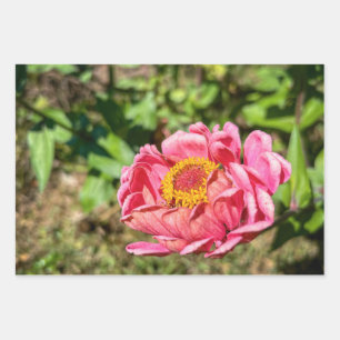 Pink Zinnia with Yellow Centre Wrapping Paper Sheet