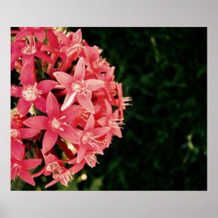 pinkish poster
