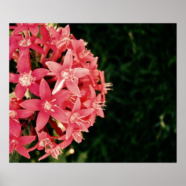 pinkish poster (Front)