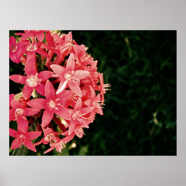 pinkish poster (Front)