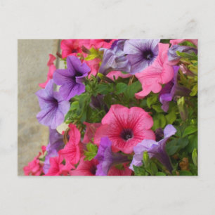Pinks Postcard