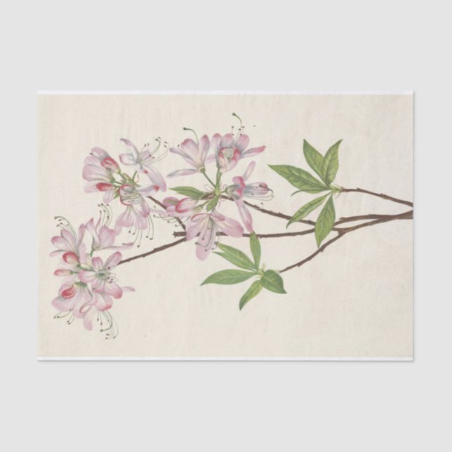 Pinkshell Azalea by Mary Vaux Walcott Tissue Paper (Front)