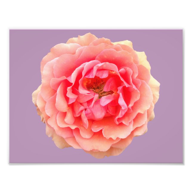 Pinky Kodak Proffessional Photo Paper (Satin) Print (Front)