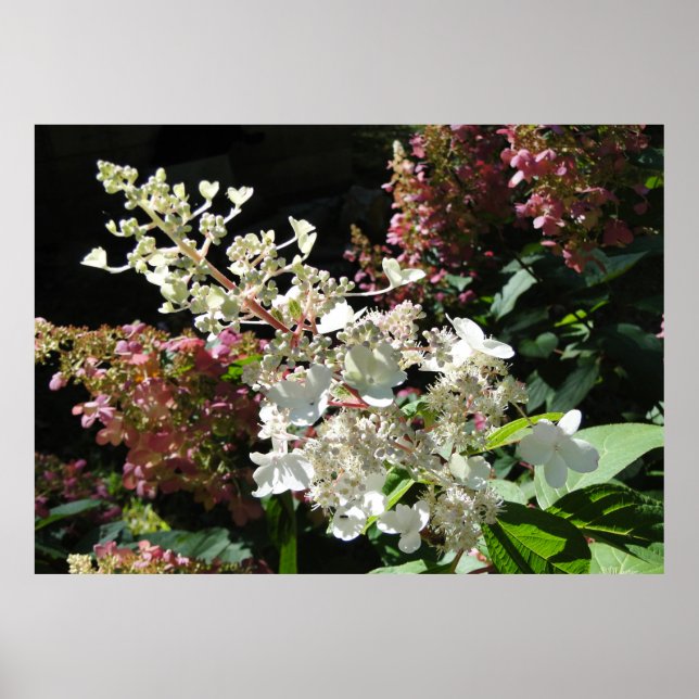Pinky Winky Hydrangea Flowering Shrub Poster (Front)