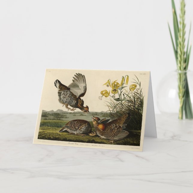Pinnated Grouse (Grous) Audubon's Birds of America Card (Front)