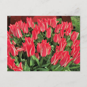 Pinocchio Tulips Postcard