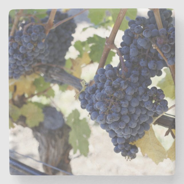 pinot noir grapes stone coaster (Front)