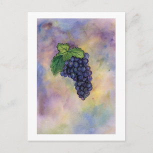 Pinot Noir Wine Grapes Postcard