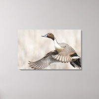 Pintail Drake Taking Flight