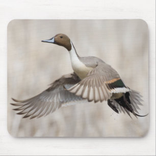 Pintail Drake Taking Flight Mouse Mat