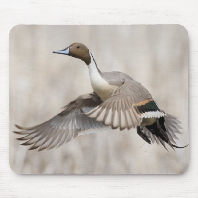Pintail Drake Taking Flight Mouse Mat (Front)
