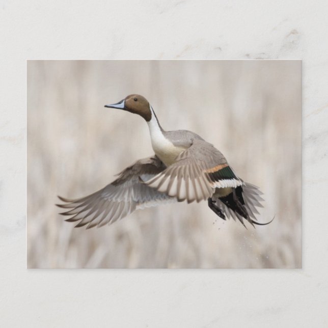 Pintail Drake Taking Flight Postcard (Front)