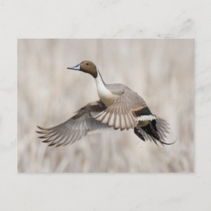 Pintail Drake Taking Flight Postcard