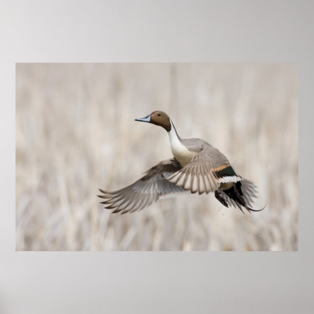 Pintail Drake Taking Flight Poster (Front)