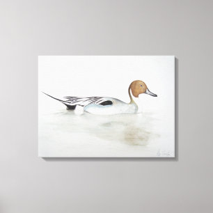 Pintail Duck 2011 Canvas Print