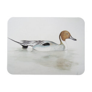 Pintail Duck 2011 Magnet