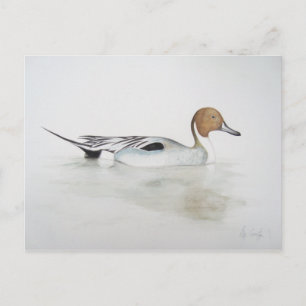 Pintail Duck 2011 Postcard