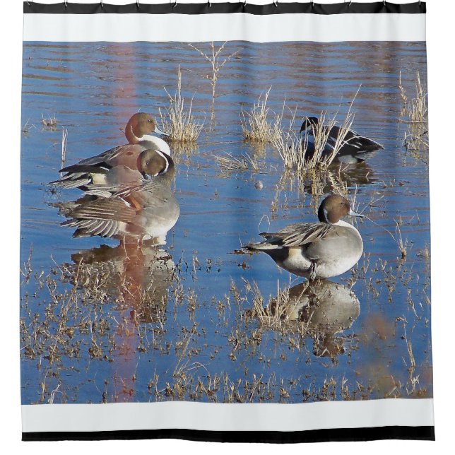 Pintail Duck Birds Wildlife Animal Pond Shower Curtain (Front)