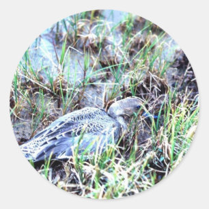 Pintail Duck Classic Round Sticker