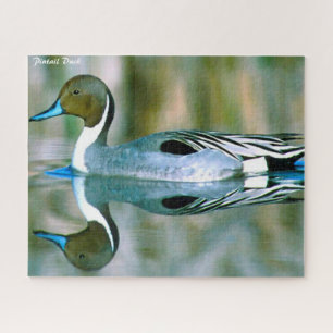 Pintail Duck Jigsaw Puzzle