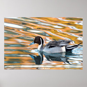 Pintail Duck Poster