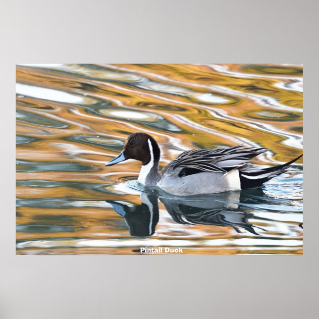 Pintail Duck Poster (Front)