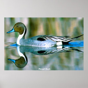 Pintail Duck Poster
