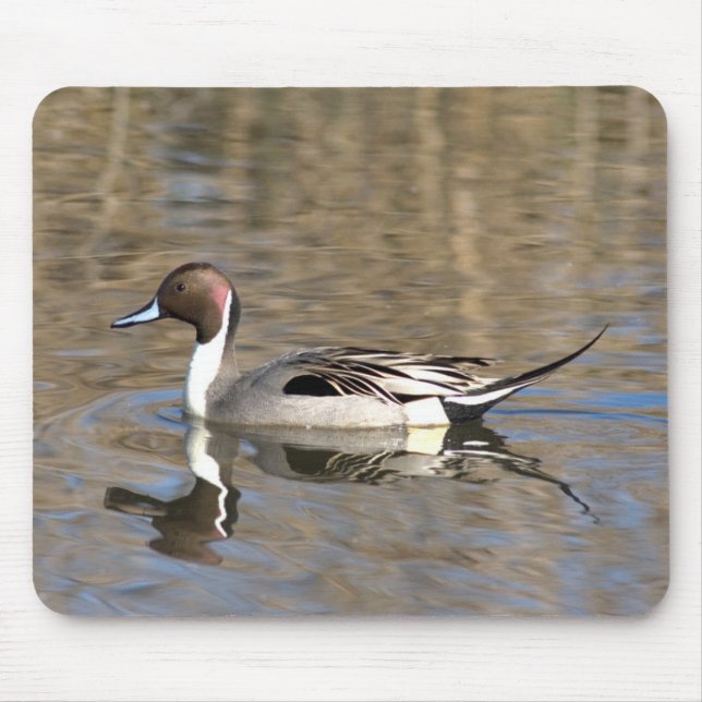 Pintail Duck Swims In A Pond Mouse Mat (Front)