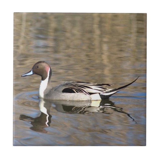 Pintail Duck Swims In A Pond Tile (Front)