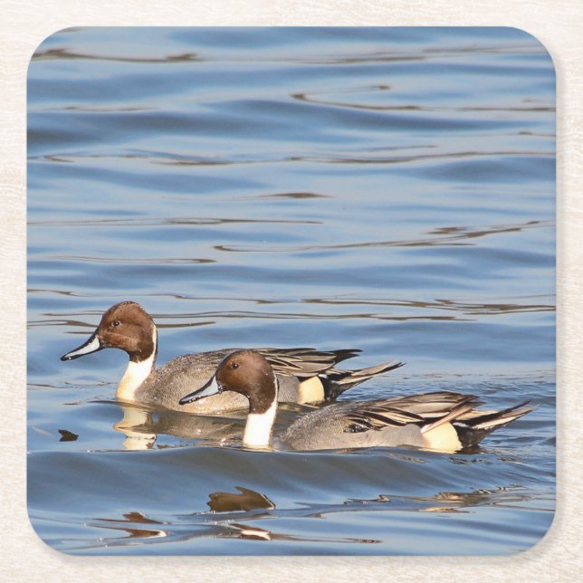 Pintail ducks paper coaster (Front)