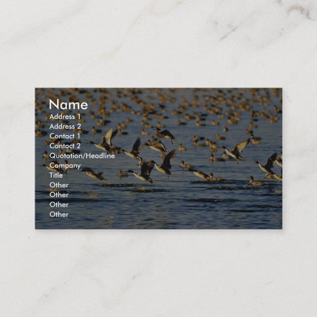 Pintails Business Card (Front)
