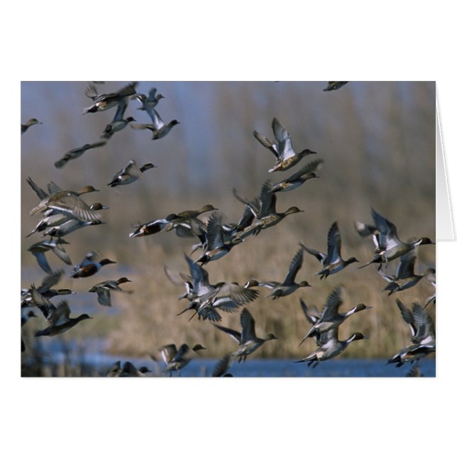 Pintails in Flight (Front Horizontal)
