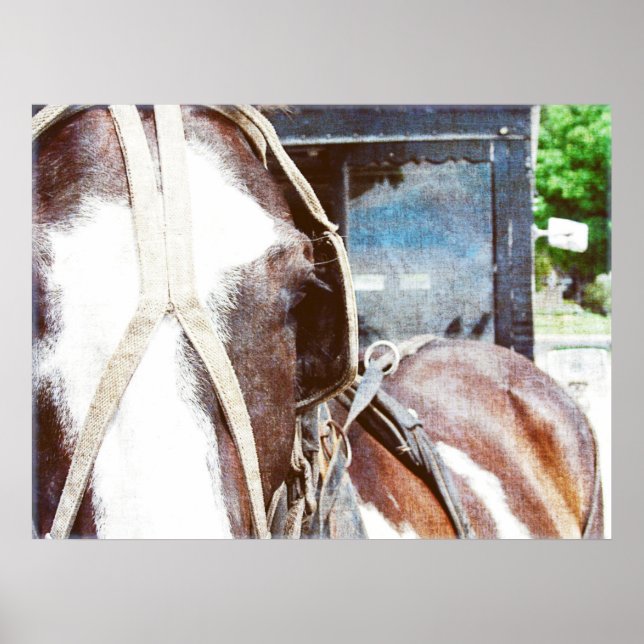 Pinto Amish Buggy Horse Poster (Front)