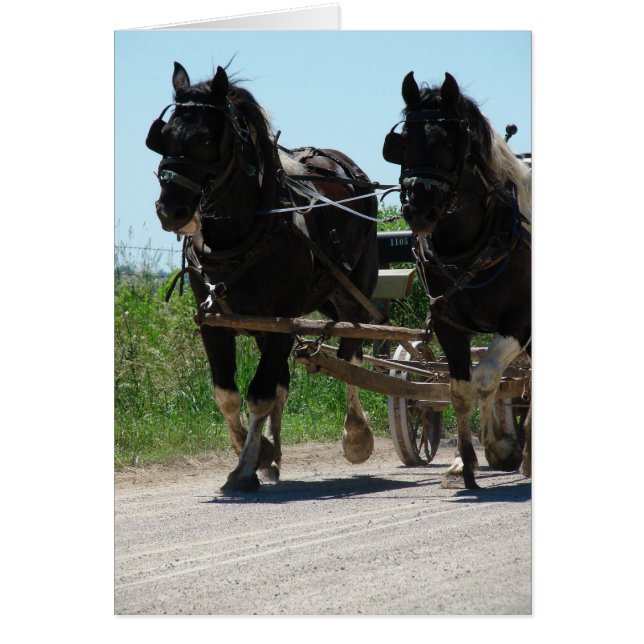 Pinto Amish Draught Horses (Front)