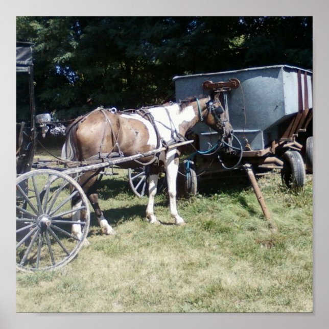 Pinto Amish Horse Poster (Front)